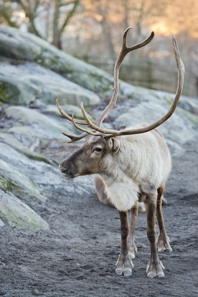 Reindeer portrait in winter time — Stock Photo, Image