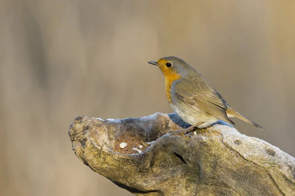 Robin czerwony ptak piersi — Zdjęcie stockowe