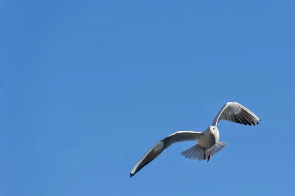 Måsen flyger till dig — Stockfoto