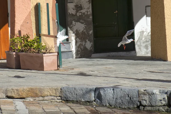 Seagull chase i portofino — Stockfoto