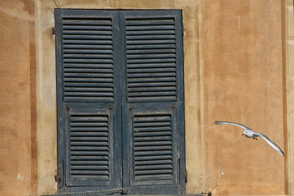 ポルトフィーノのシーガル チェイス — ストック写真