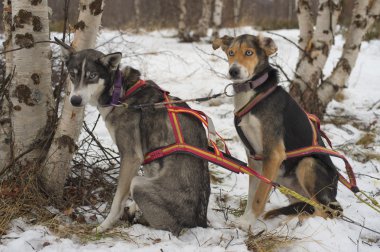 kış döneminde lapland kızak köpeğiyle kızak