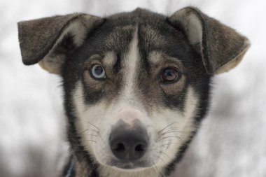 kış döneminde lapland kızak köpeğiyle kızak