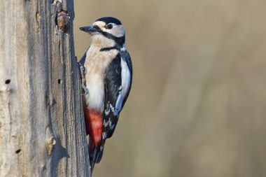 Female Red woodpecker clipart