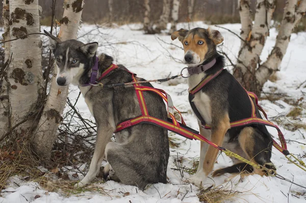 Sledding with sled dog in lapland in winter time — Stock Photo, Image