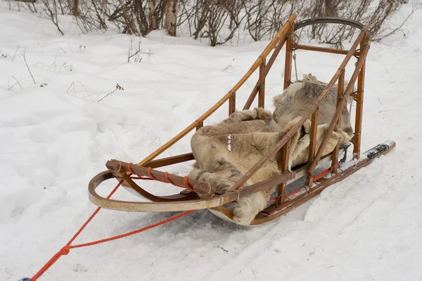 Einsamer Schlittenhund in Lappland im Winter — Stockfoto