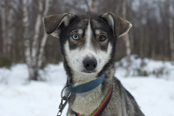 Sledding with sled dog in lapland in winter time — Stock Photo, Image