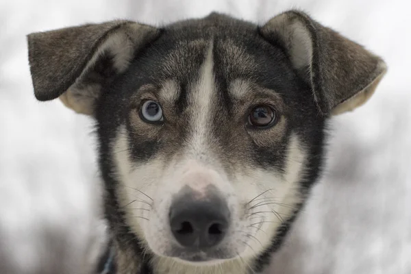 Trenó com cão de trenó na Lapônia no tempo de inverno — Fotografia de Stock