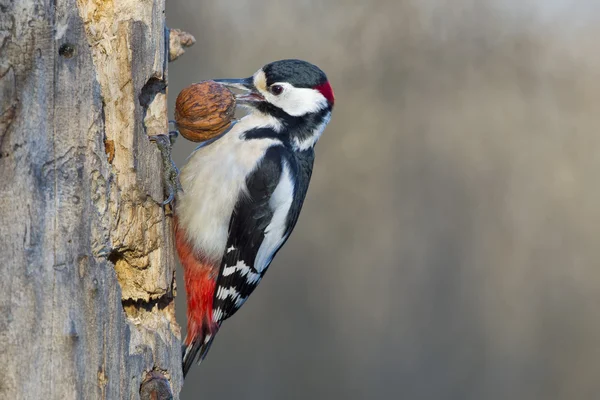 Erkek kırmızı ağaçkakan — Stok fotoğraf