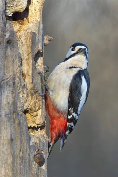 Pájaro carpintero rojo macho — Foto de Stock