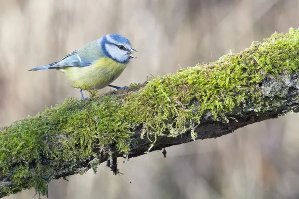 Great blue tit — Stock Photo, Image