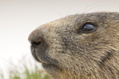 Sana bakmak ederken marmot portre