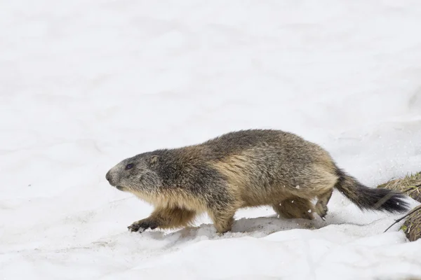 Geïsoleerde marmot terwijl het lopen in de sneeuw — Stockfoto