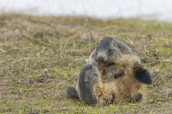 Dois Marmots enquanto joga — Fotografia de Stock