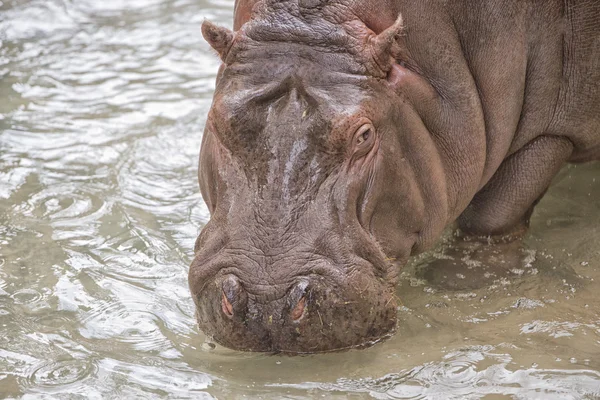 Portrait hippopotame dans l'eau — Photo