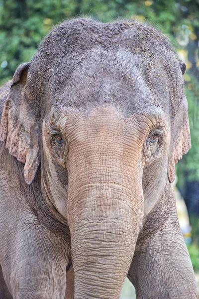 Elephant eye — Stock Photo, Image