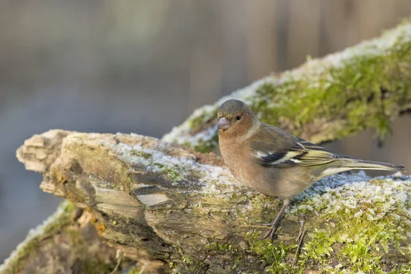 Dunnock hedge sparrow bird — Stock Photo, Image