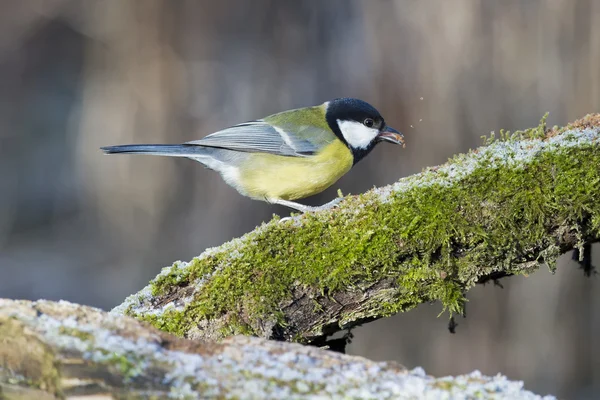 Blå Talgoxe på brun bakgrund — Stockfoto