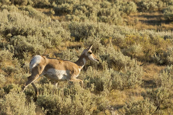 Pronghorn w dolinie lamar — Zdjęcie stockowe