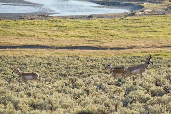 Gabelböcke im Lamar valley — Stockfoto