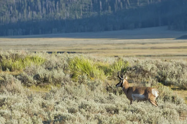 Pronghorn w dolinie lamar — Zdjęcie stockowe