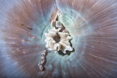 yumuşak mercan makro kum detay