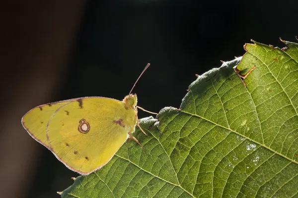 Gelber Schmetterling — Stockfoto