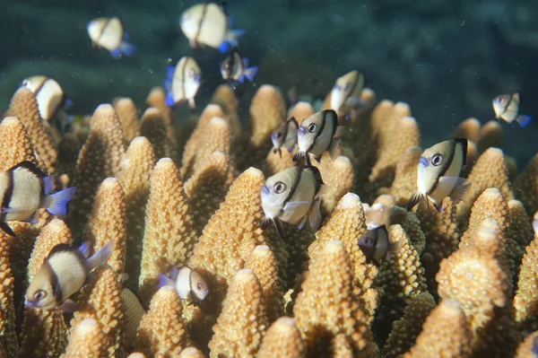 Red Sea corals house for Fishes — Stock Photo, Image