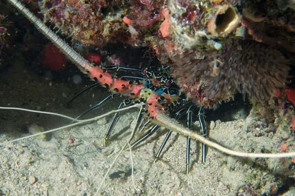 Giant lobster while hunting — Stock Photo, Image