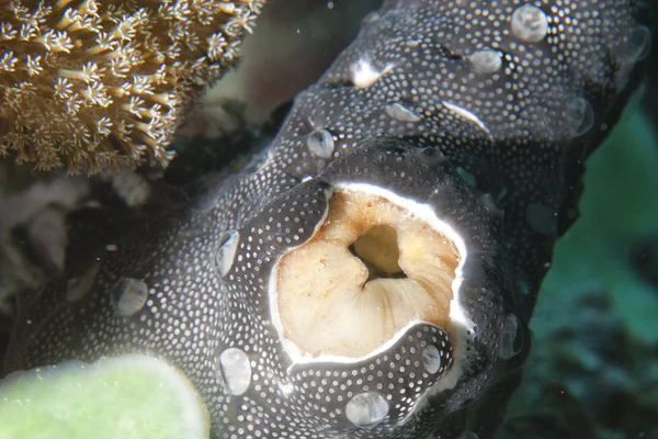 Macro corallo morbido su dettaglio sabbia — Foto Stock