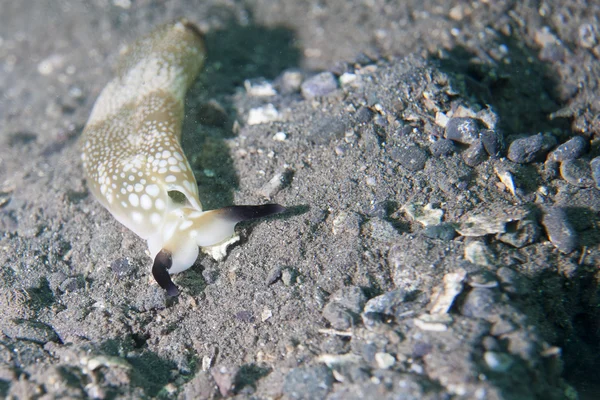 Retrato colorido de Nudibranch — Foto de Stock