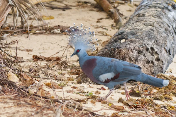 Exotische blauwe duif op het strand — Stockfoto