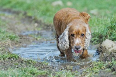 yavru köpek yavru horoz İspanyol