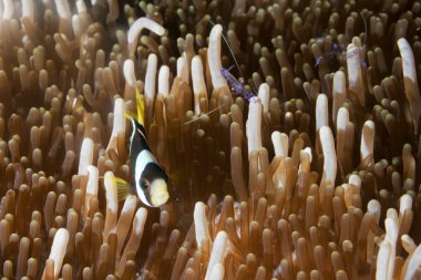 raja ampat Papua, indonesi karides ile anemon palyaço balık