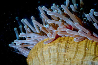 Anemon Tentacles Raja Ampat içinde