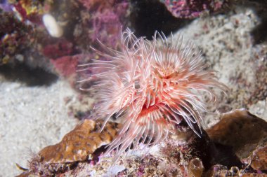 ceriantus solucan sırasında tüplü dalış Endonezya