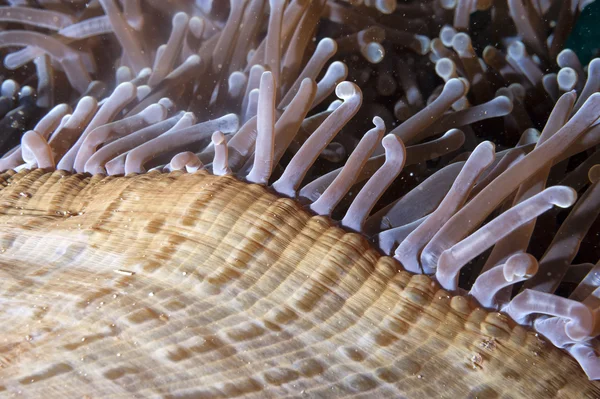 Anemone tentakels in Raja Ampat — Stockfoto