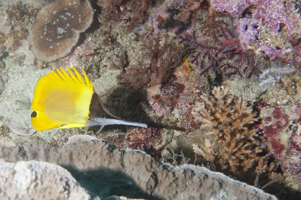 Peixe amarelo-anjo — Fotografia de Stock