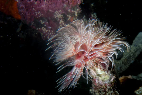 Ceriantus worm terwijl scuba duiken in Indonesië — Stockfoto