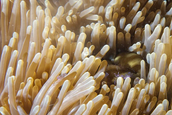 Transparant shimp in raja ampat Papoea, Indonesië — Stockfoto