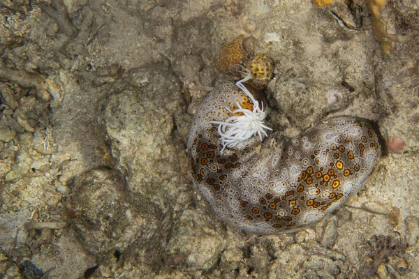 Holoturian deniz hıyarı — Stok fotoğraf