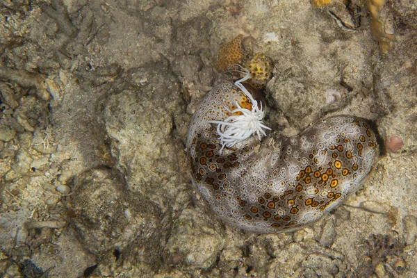 Holoturian sea cucumber