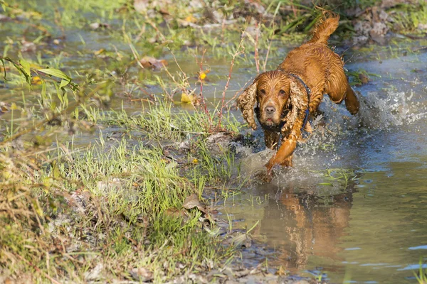 Puppy dog cocker spaniel — Stock Photo, Image