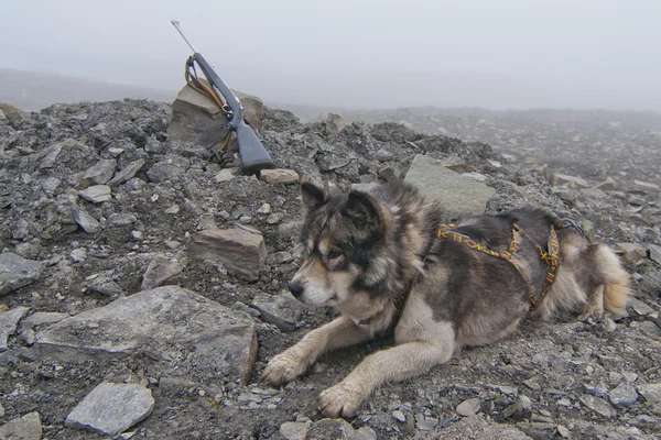 Cão Husky com espingarda de caça no dia nebuloso — Fotografia de Stock