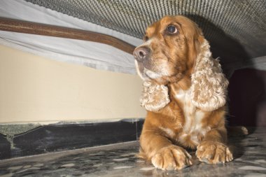 yazık ki köpek yavrusu köpek cocker spaniel yatağın altında mı saklanıyor