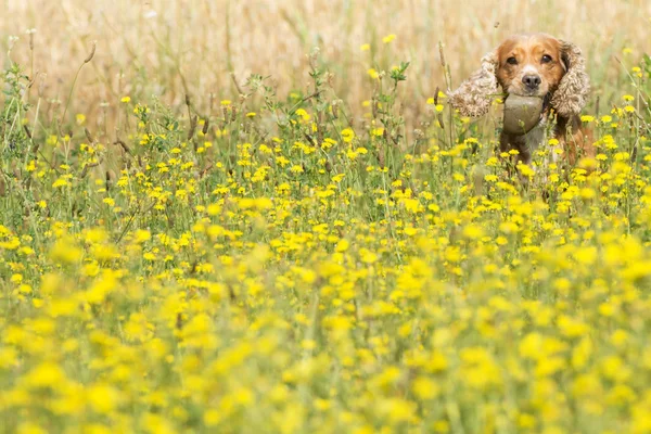 Chiot anglais cocker épagneul chien sur le fond d'herbe — Photo