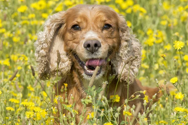 Inglês cachorrinho cocker spaniel cão no fundo grama — Fotografia de Stock