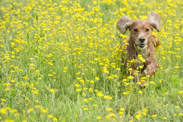 Inglês cachorrinho cocker spaniel cão no fundo grama — Fotografia de Stock