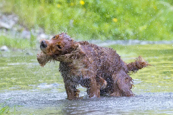 Welpe Hund Cocker Spaniel Stretching — Stockfoto