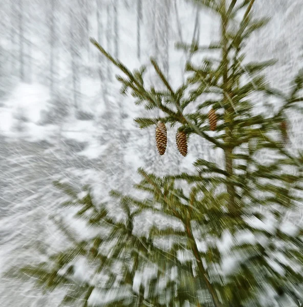 Сосна под снегом — стоковое фото